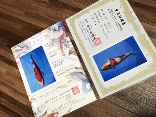 大正三色の配達 | 錦鯉販売・浅田錦鯉（旧川崎錦鯉店）のオフィシャル