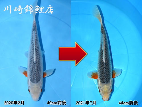 【自家産】３０年新仔　変り鯉シリーズ　珍しい種類　[ピンクパール］約１３㎝前後の出品です。「２セット同梱可能」 1001toys PINKBEARBALONMONHEADLOCKSTUDIO GrapeBrain how2work HxS