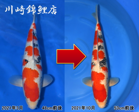 楽天市場】印判 皿 骨董の通販
