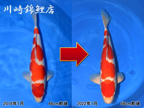 ◆近藤養魚場産＜2018年度産・当歳＞紅白：＜36cm前後＞ 雌雄不明 同梱不可◇近藤養魚場産＜2018年度産・2歳＞紅白：＜34cm前後＞