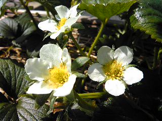 Image3711.jpg