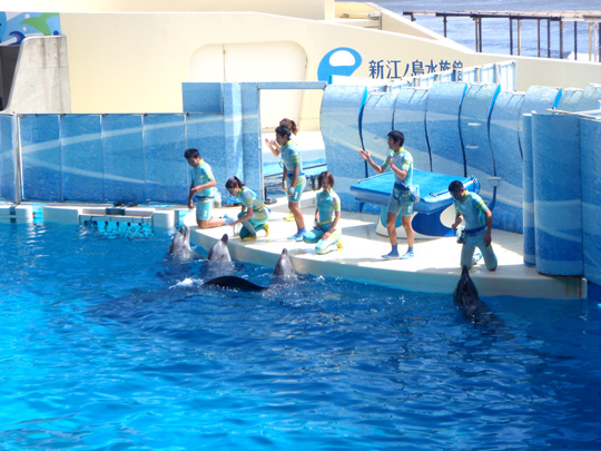 イルカのショー