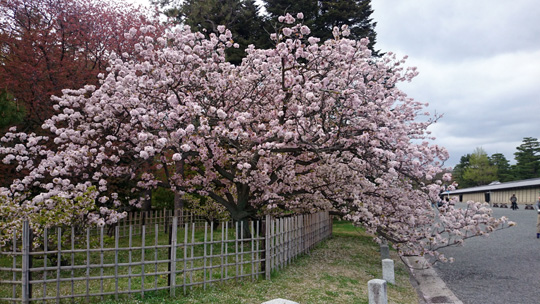 桜