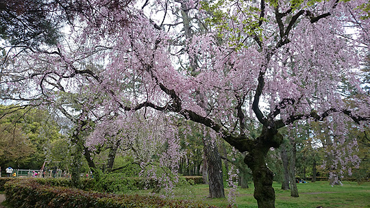 桜