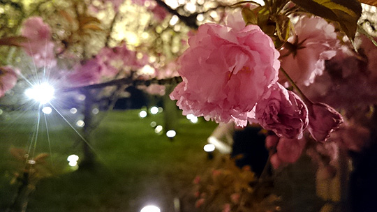 桜