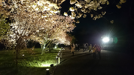 夜桜