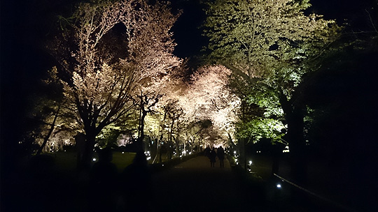 葉桜