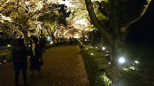 葉桜