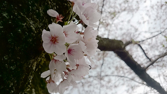 桜