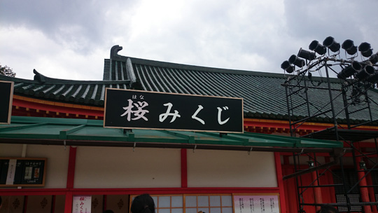 桜みくじ