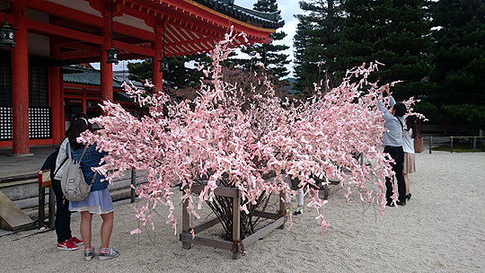 桜みくじ