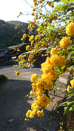 山吹