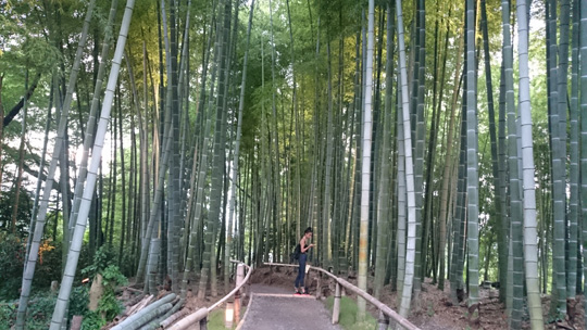 竹林