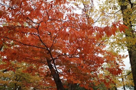 紅葉