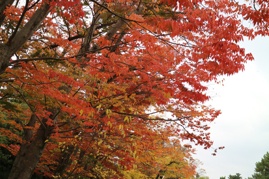 紅葉