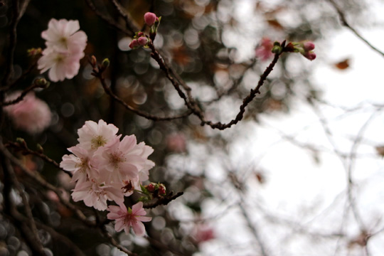 十月桜