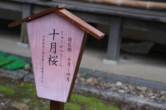 十月桜説明