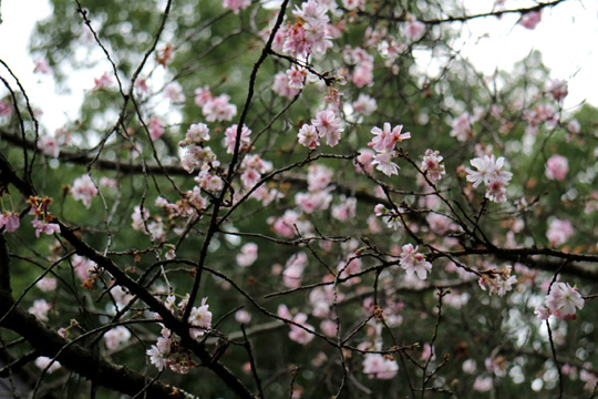 桜