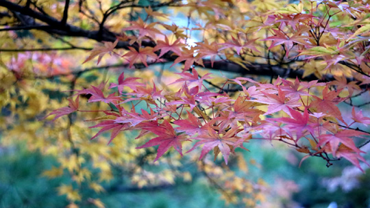 紅葉