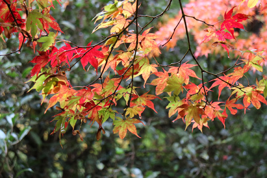 紅葉
