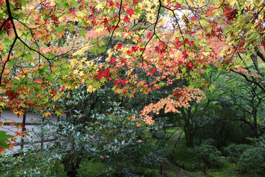 紅葉