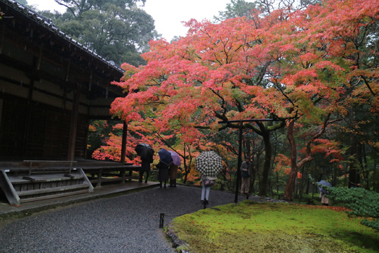 紅葉