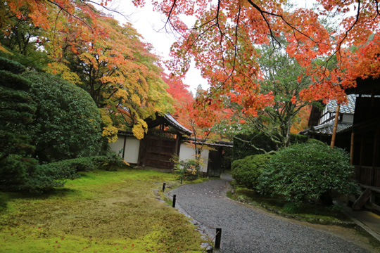 紅葉