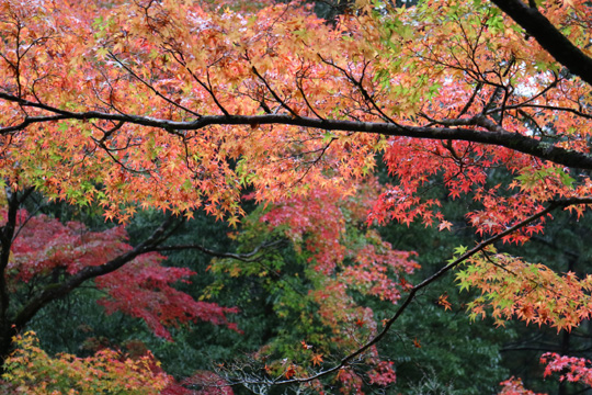 紅葉