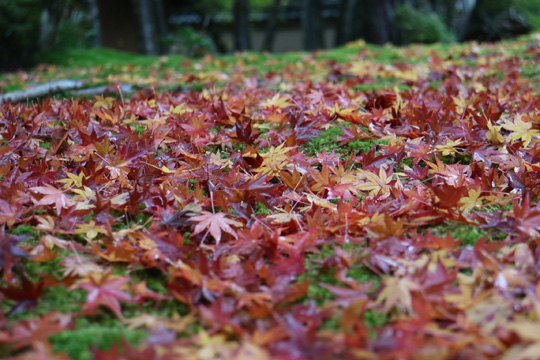 紅葉