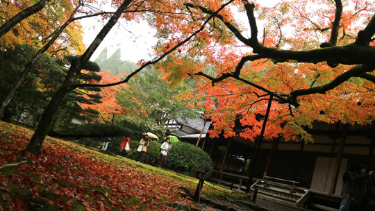 紅葉