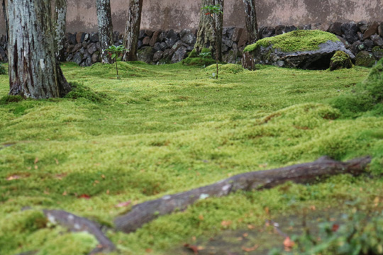 苔寺