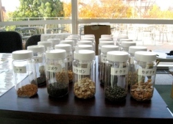 IFOF2010:自家採種のタネ