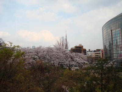 六本木 桜咲く