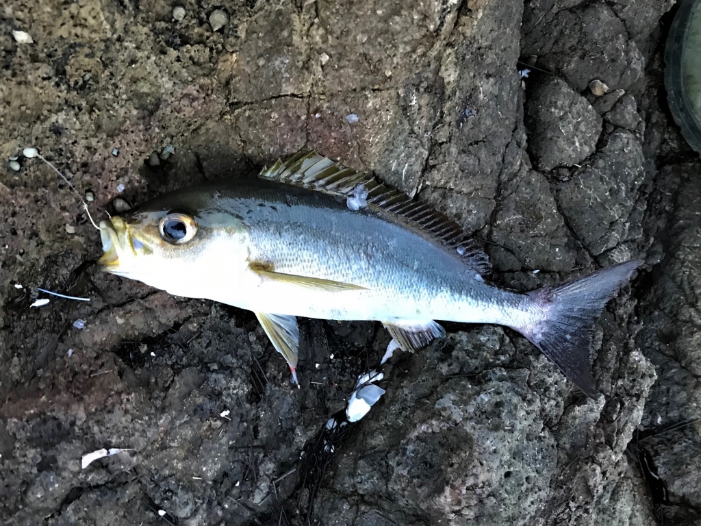 南伊豆 白浜の地磯 尾ケ崎（本根岬）に立ったものの | カルパッチョの