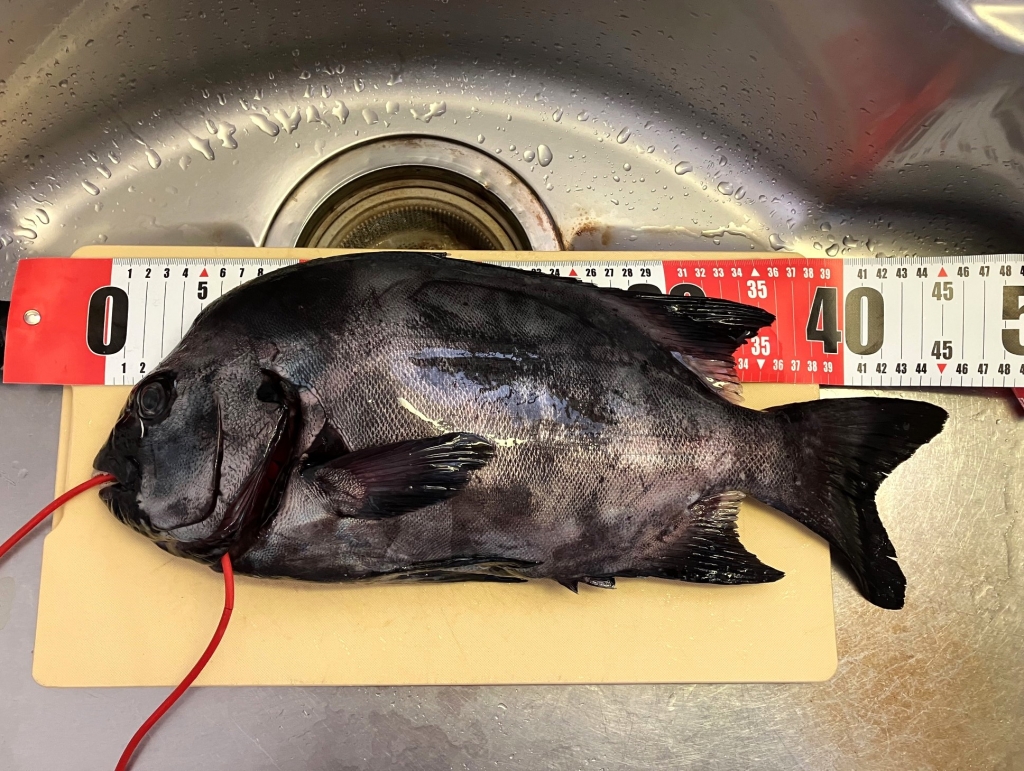伊豆富戸のスズメ島で石物狙い そして、ようやく和竿「瀧澤」に 伊豆富戸のスズメ島で石物狙い そして、ようやく和竿「瀧澤」に