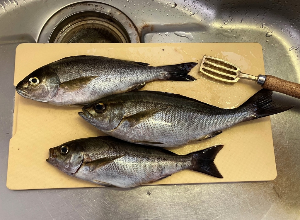 伊豆富戸のスズメ島で石物狙い そして、ようやく和竿「瀧澤」に 伊豆富戸のスズメ島で石物狙い そして、ようやく和竿「瀧澤」に