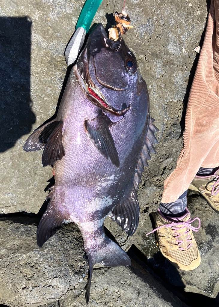 伊豆富戸のスズメ島で石物狙い そして、ようやく和竿「瀧澤」に 伊豆富戸のスズメ島で石物狙い そして、ようやく和竿「瀧澤」に