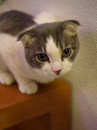 ねこ