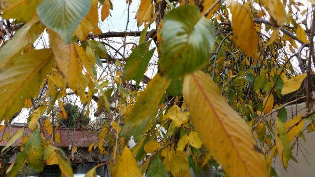 11月お休み