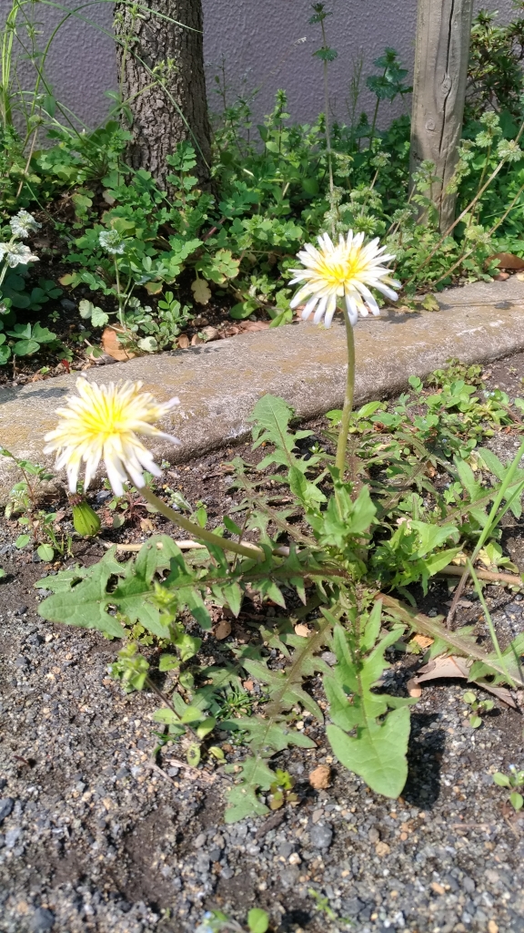 4月お休み