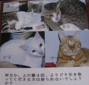 猫里親募集