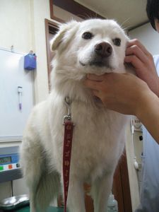 診察中