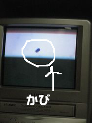 かび