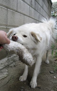 引っ張り合いっこ