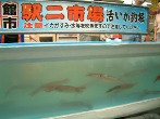 イカ釣堀