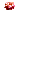 薔薇が降る.gif