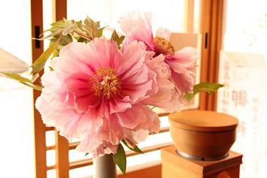 ミルと芍薬