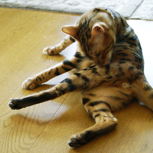 わんこ猫ゆきむらぶろぐ / きになる