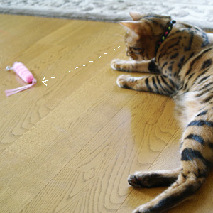 わんこ猫ゆきむらぶろぐ / きになる