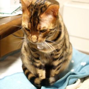 ベンガル猫ゆきむら 平面ぬこ